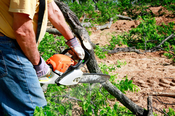 Professional Tree Services in Patrick Af, FL